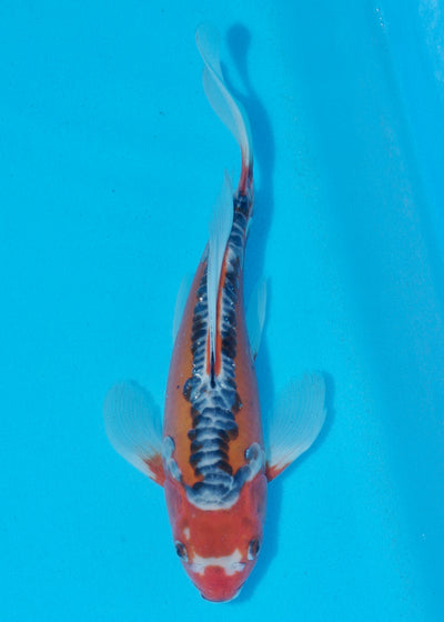 27cm Butterfly Koi, Shusui (Yamasan) REF - SEP004