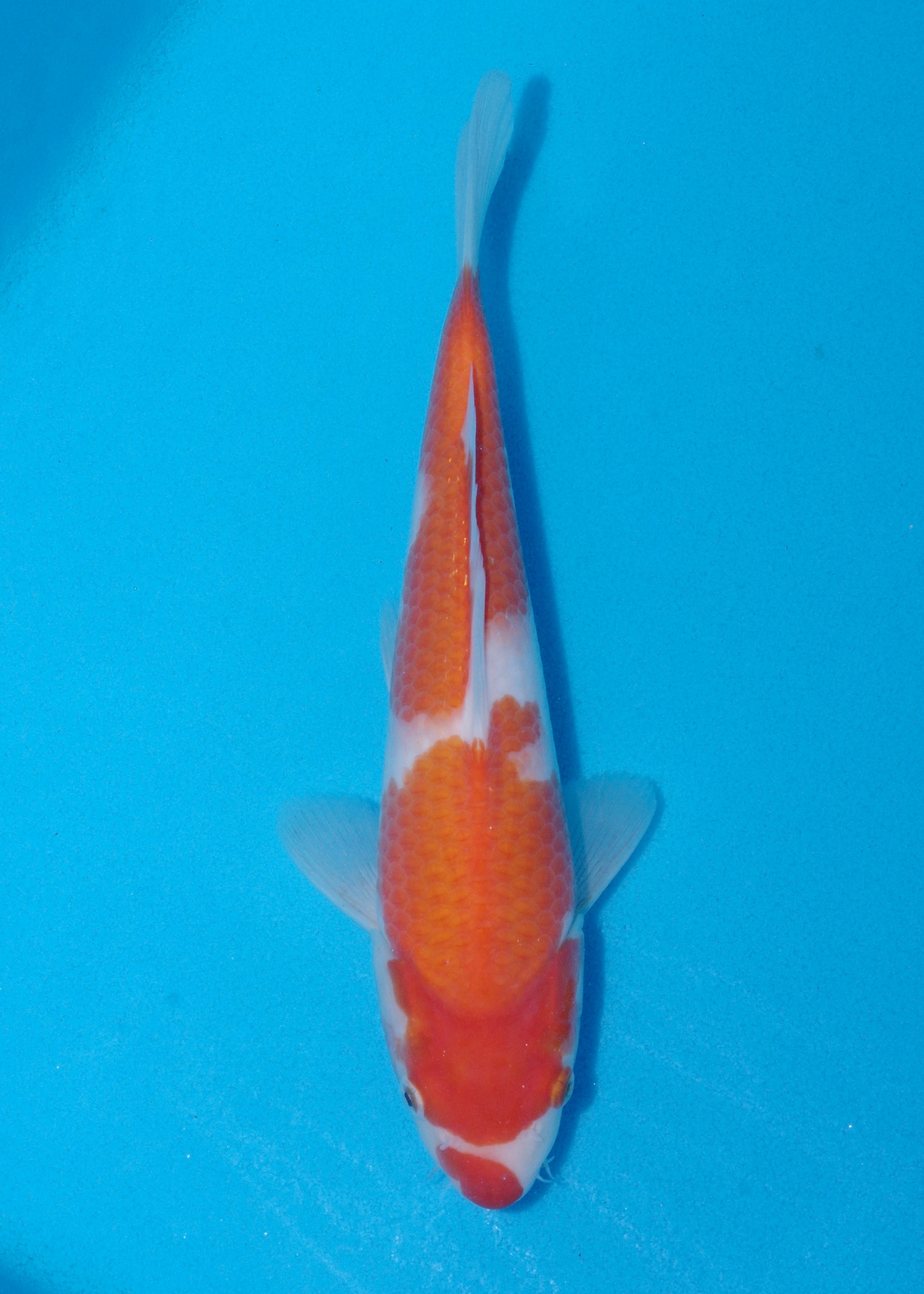 30cm Kohaku (Marudo) REF - DEC056 – Byer Koi Farm