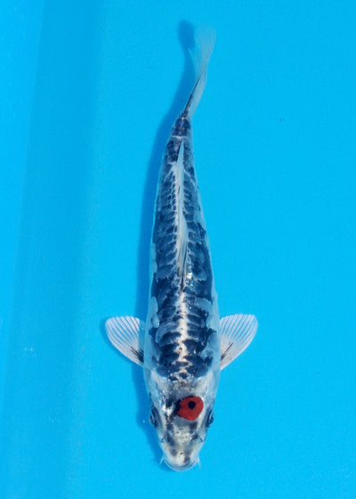 26cm Tancho Beni Kikokuryu (Byer Koi Farm) REF - NO11