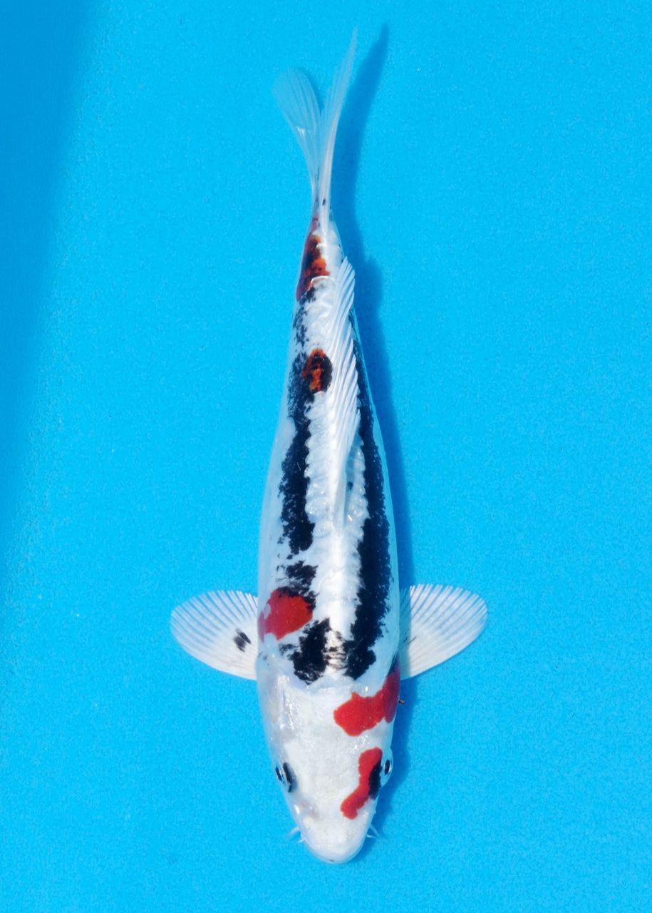 21cm Beni Kikokuryu (Byer Koi Farm) REF - NO01