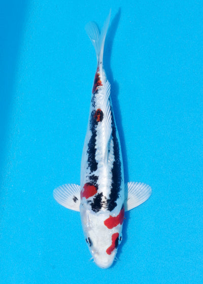 21cm Beni Kikokuryu (Byer Koi Farm) REF - NO01
