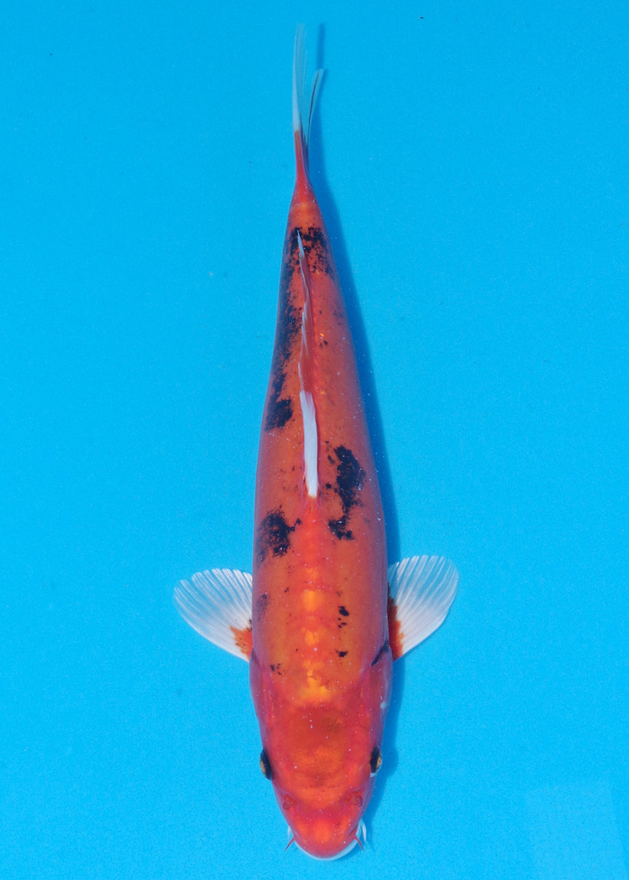 36cm Beni Kikokuryu (Byer Koi Farm) REF - NO21
