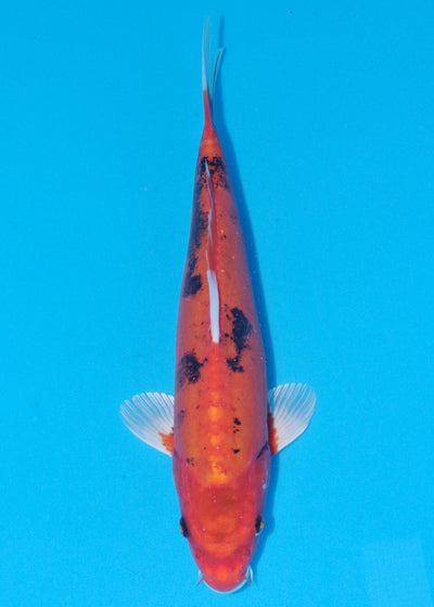 36cm Beni Kikokuryu (Byer Koi Farm) REF - NO21