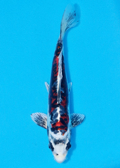 23cm Beni Kikokuryu (Byer Koi Farm) REF - NO03