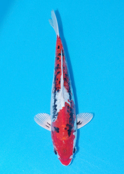 30cm Beni Kikokuryu (Byer Koi Farm) REF - NO08