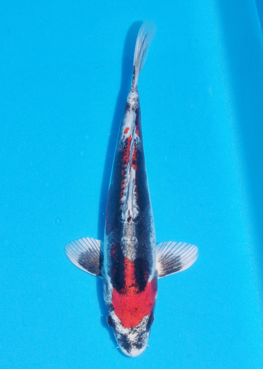 32cm Beni Kikokuryu (Byer Koi Farm) REF - NO09