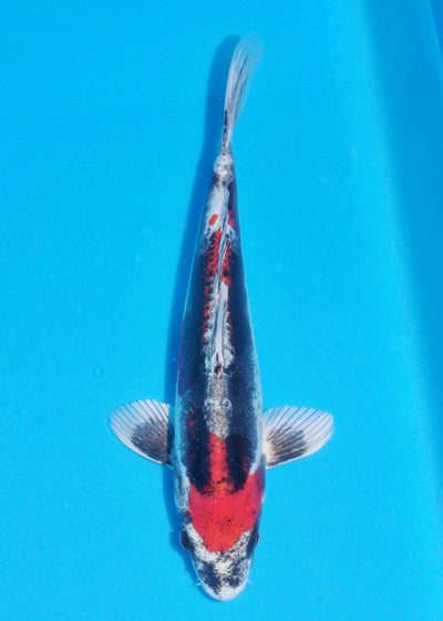 32cm Beni Kikokuryu (Byer Koi Farm) REF - NO09