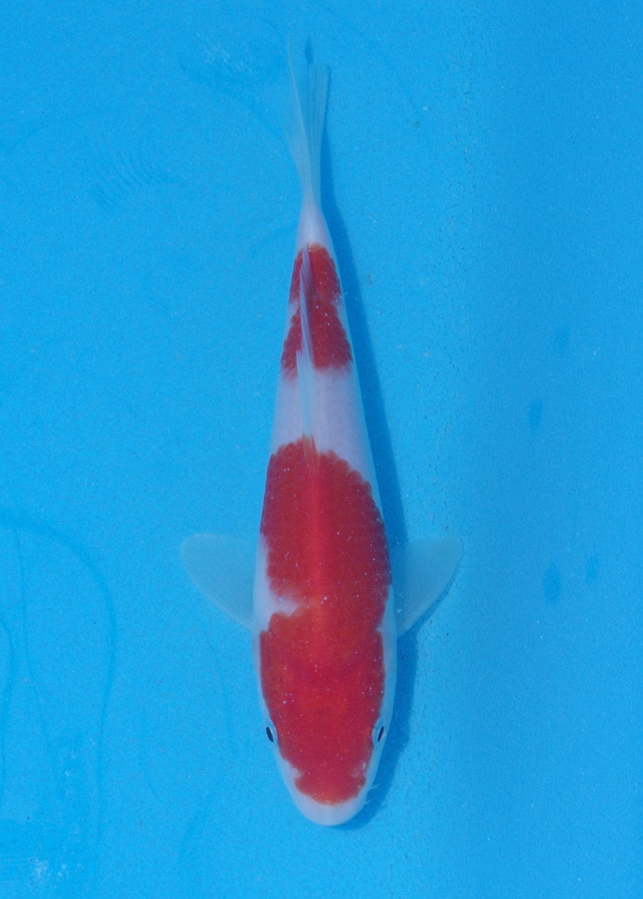 16cm Kohaku (Marudo) REF SRR06-M159
