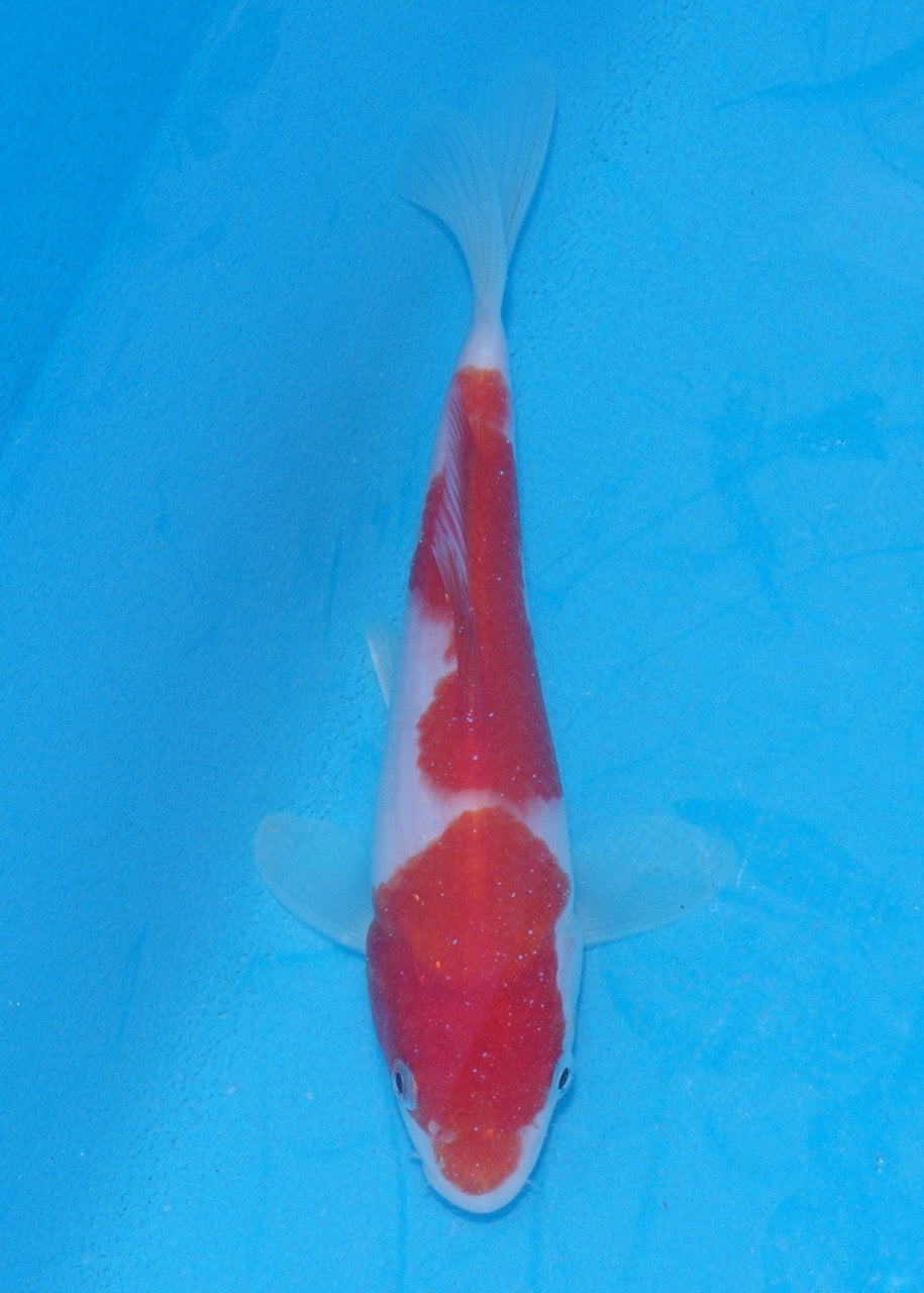 16.5cm Kohaku (Marudo) REF SRR06-M160
