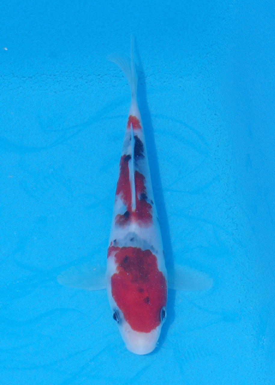 15cm Sanke (Marudo) REF SRR06-M154