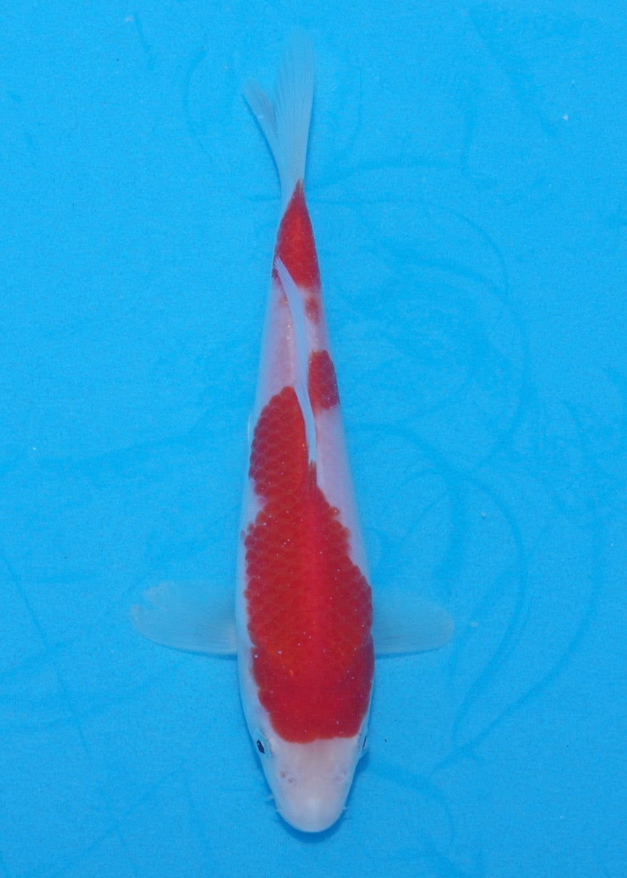 18cm Kohaku (Marudo) REF SRR06-M155