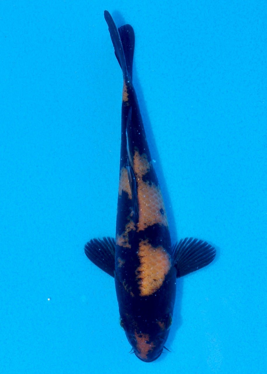 15.5cm Hi Utsuri (Shinoda) REF SRL06-M169