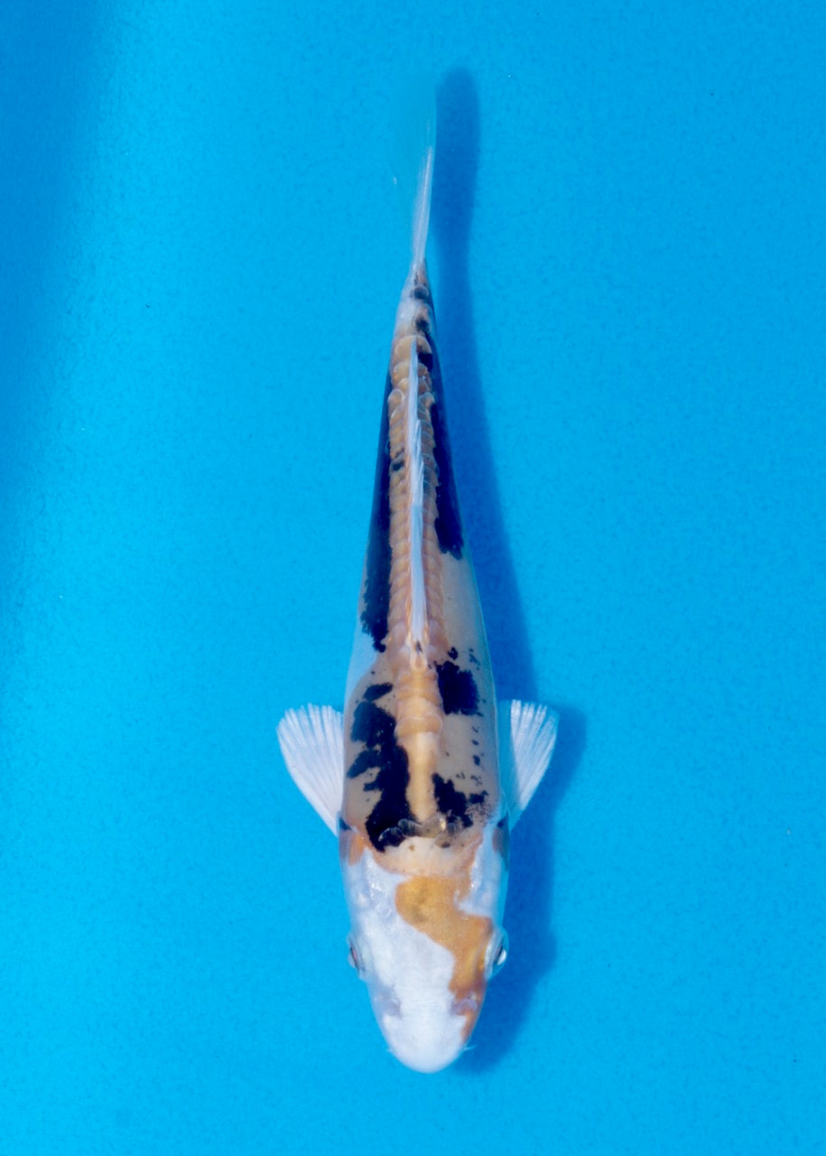 17cm Beni Kikokuryu (Byer Koi Farm) REF SRL06-M185