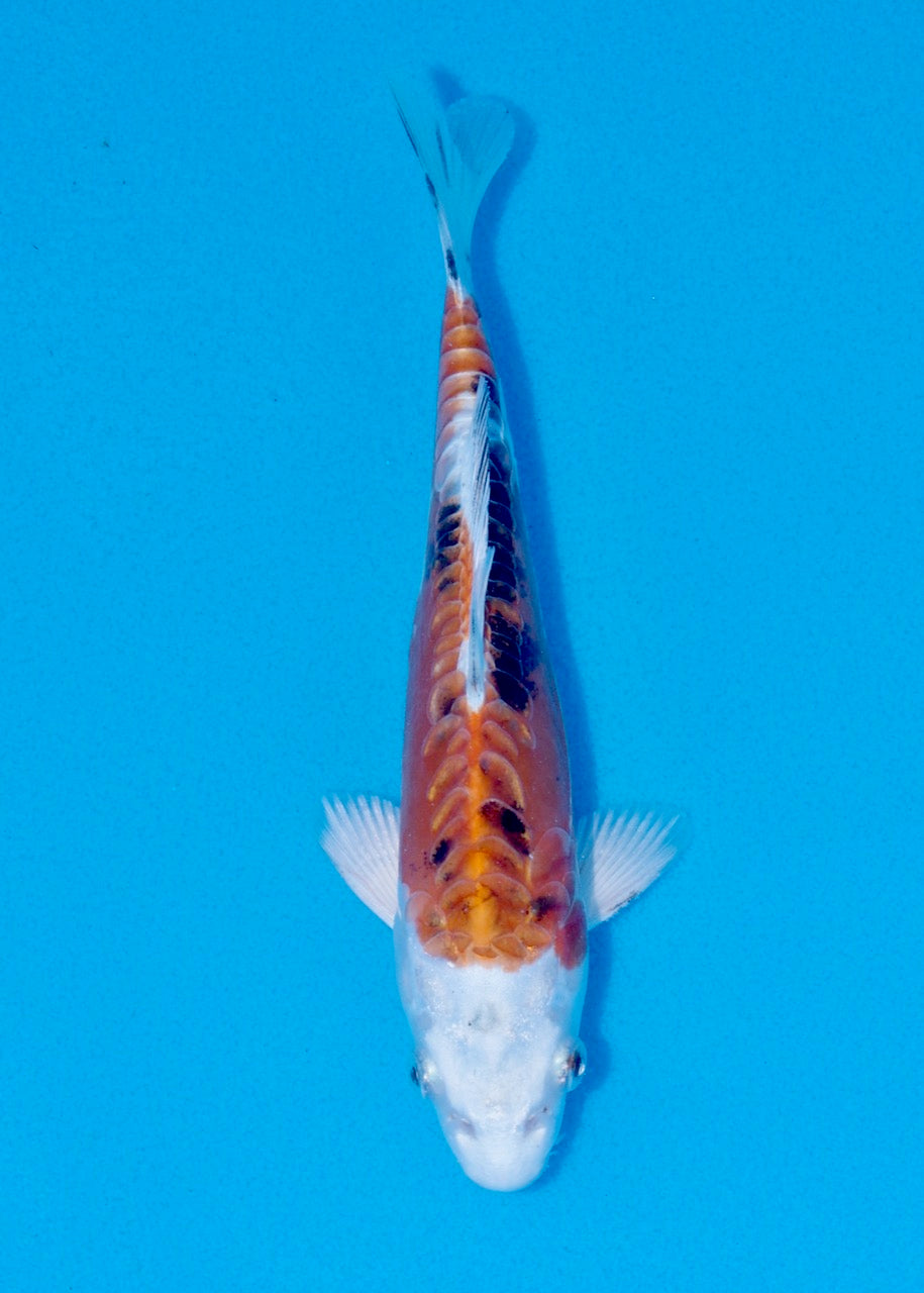 20.5cm Beni Kikokuryu (Byer Koi Farm) REF SRL06-M188