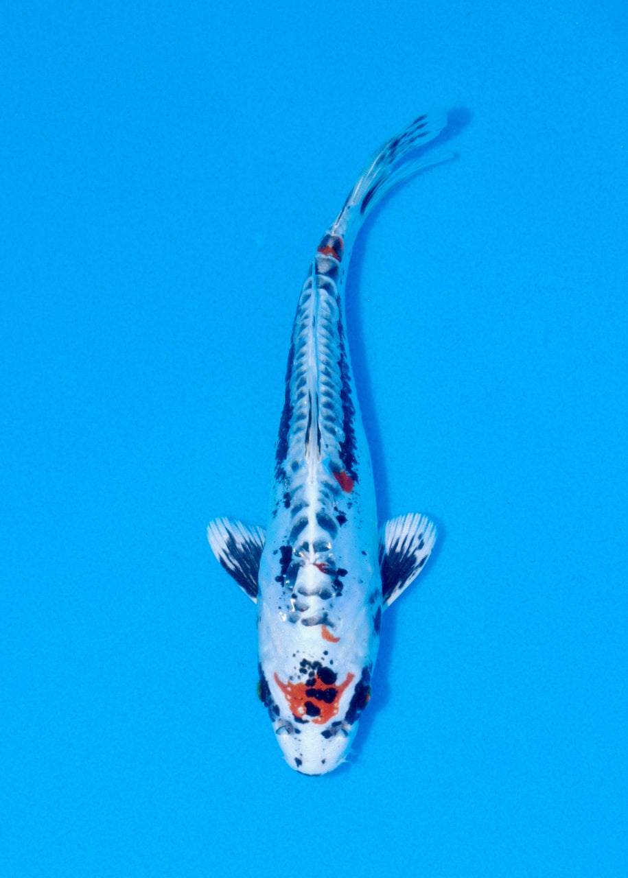 22cm Beni Kikokuryu (Byer Koi Farm) REF SRL06-M191