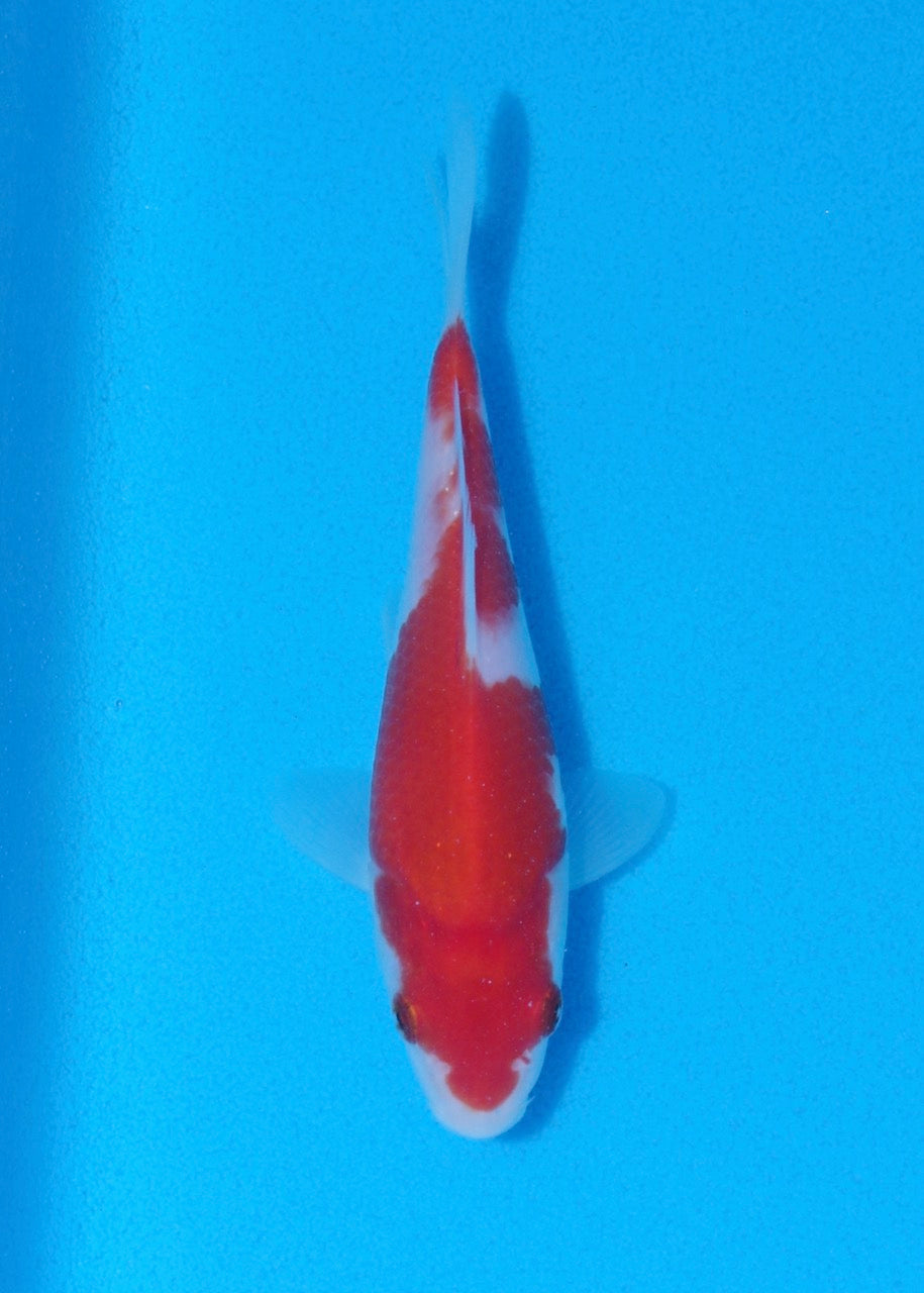 16.5cm Kohaku (Marudo) REF SRL06-M199