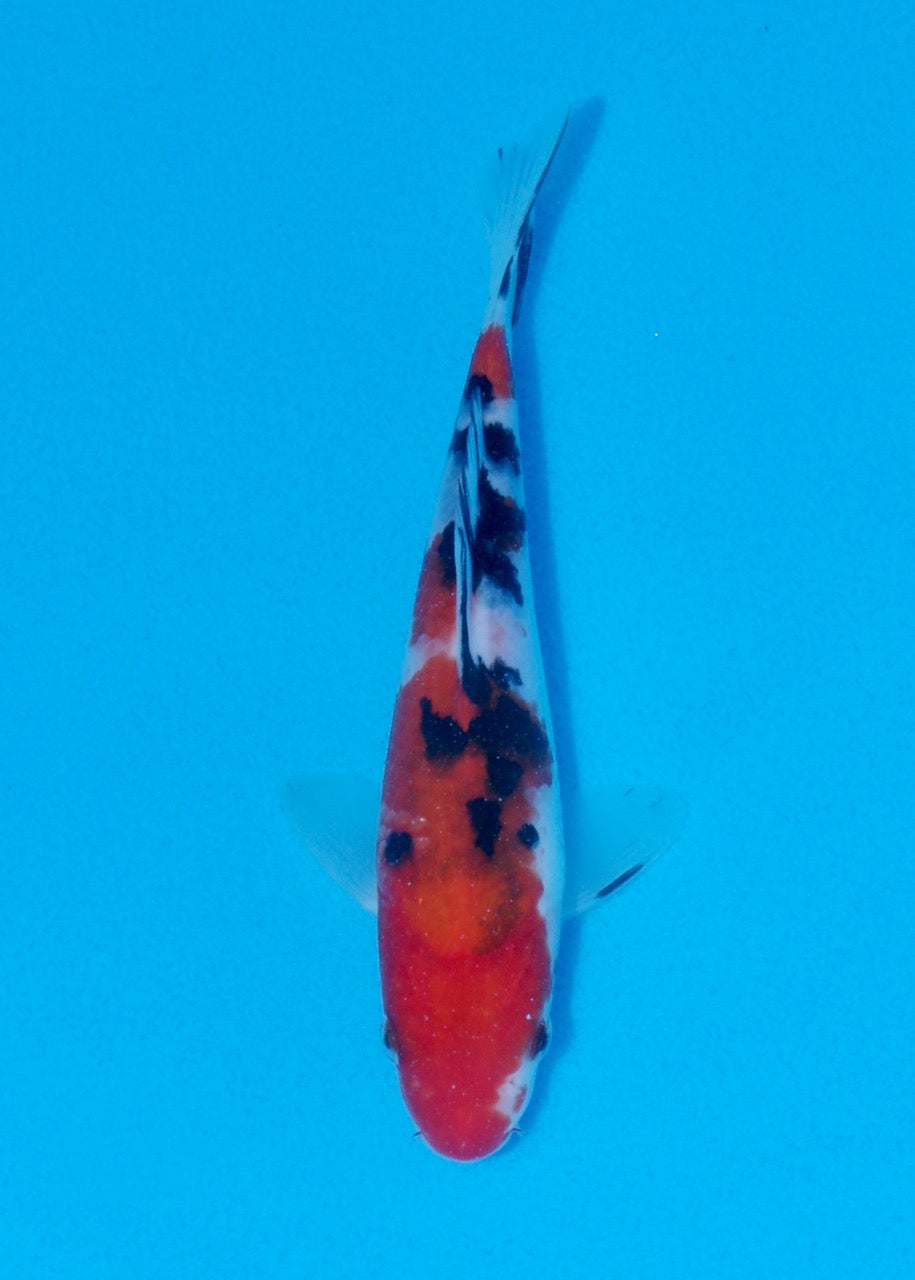 18cm Sanke (Marudo) REF SRL06-M212