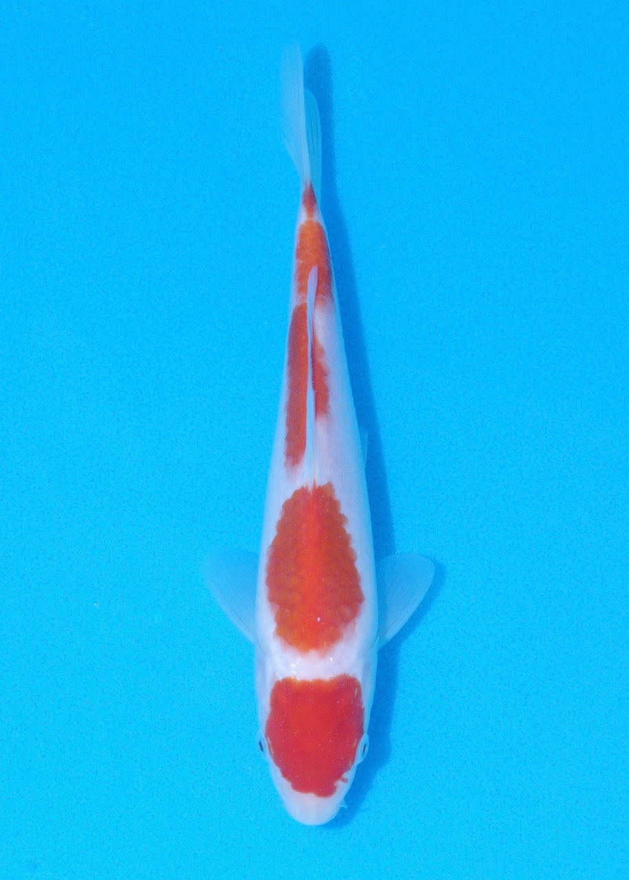 22.5cm Kohaku (Byer Koi Farm) REF SRR06-M182