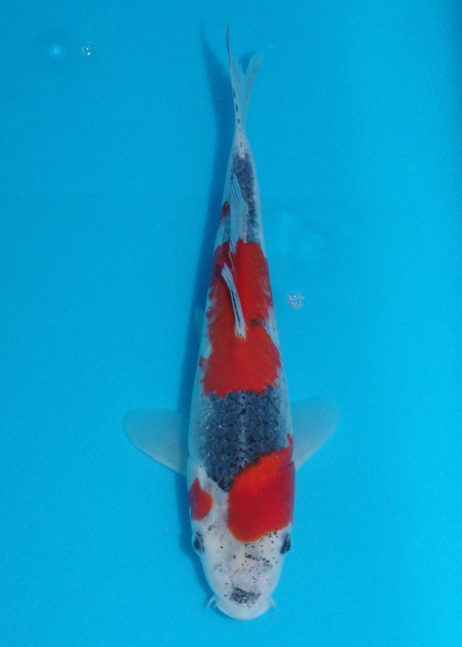 28cm Goshiki (Kawakami) REF SRL04 - AU20