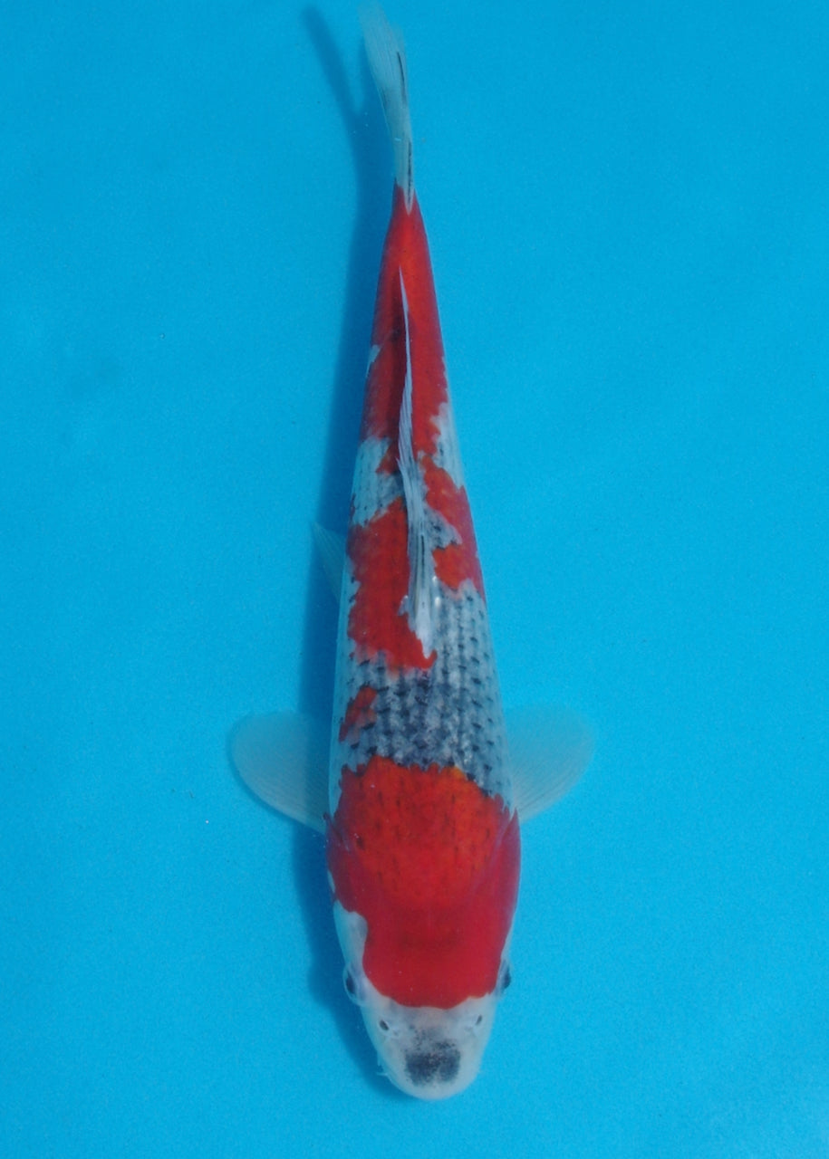 28.5cm Goshiki (Kawakami) REF SRL04 - AU24