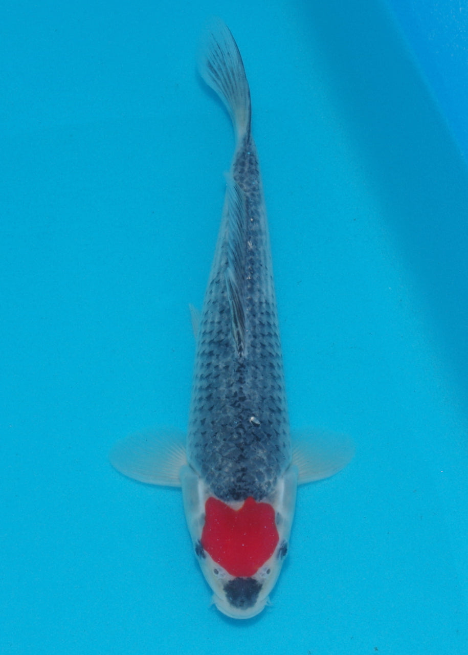 27.5cm Tancho Goshiki (Kawakami) REF SRL04 - AU27