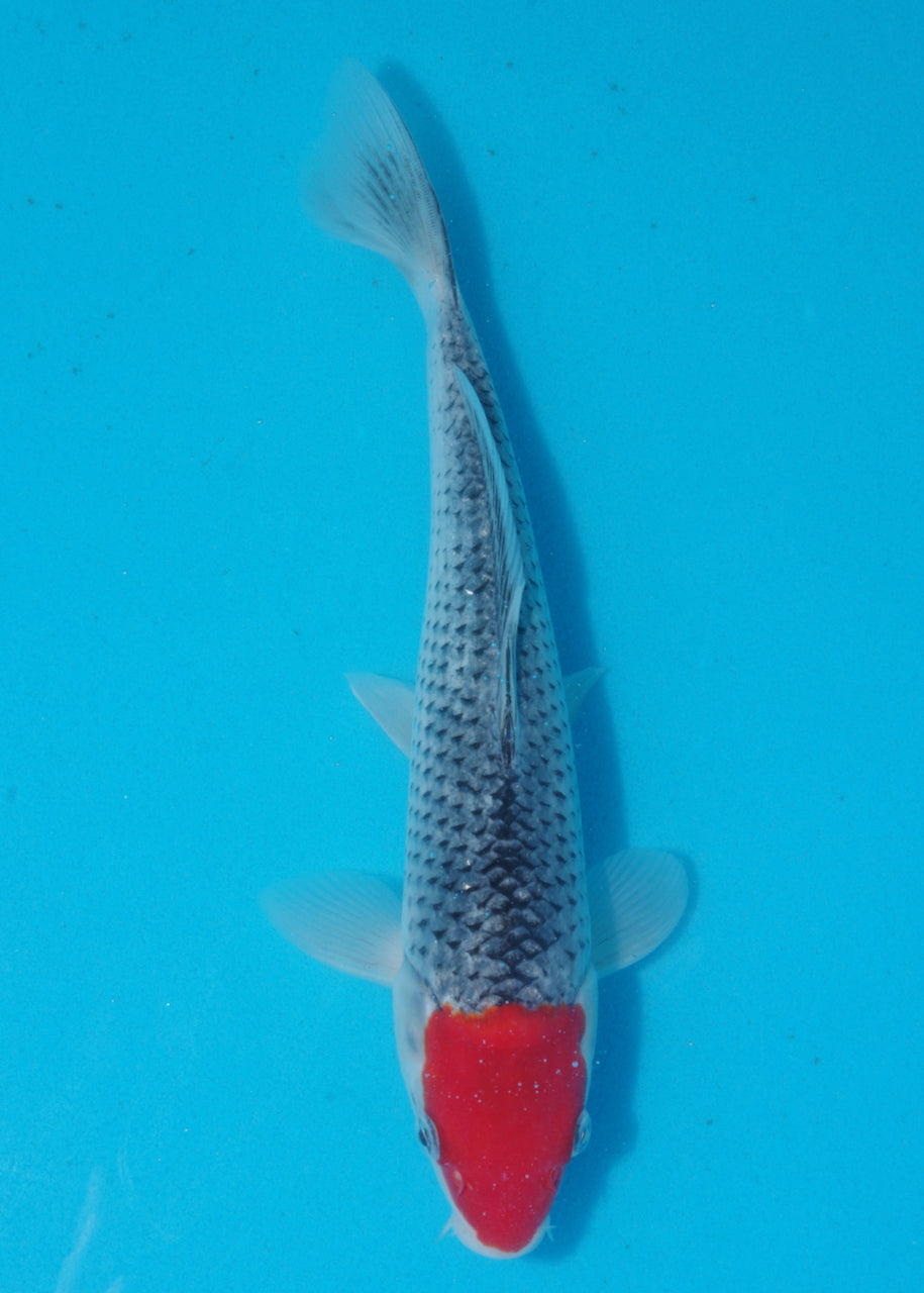 26.5cm Tancho Goshiki (Kawakami) REF SRL04 - AU29