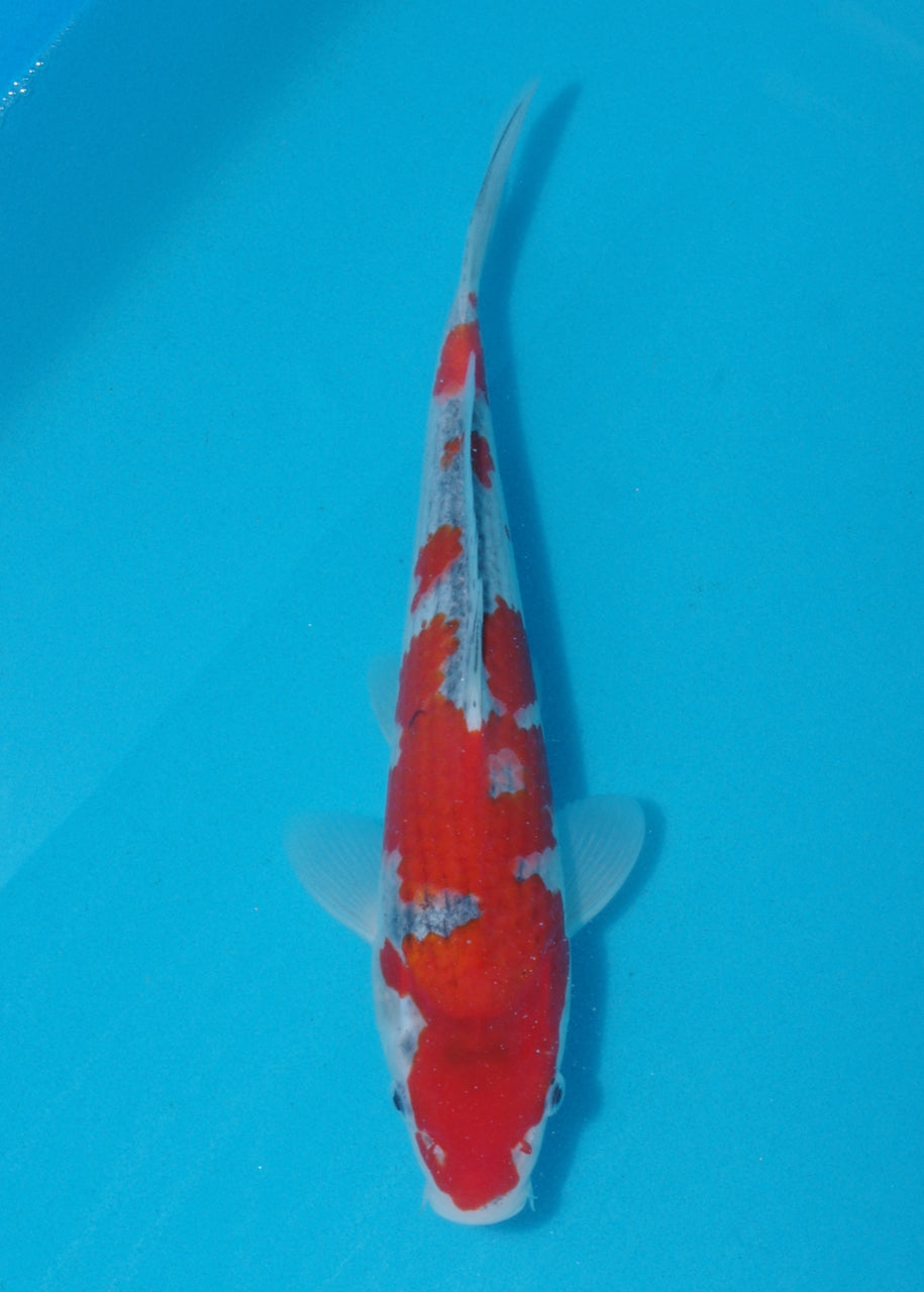 27.5cm Goshiki (Kawakami) REF SRL04 - AU30