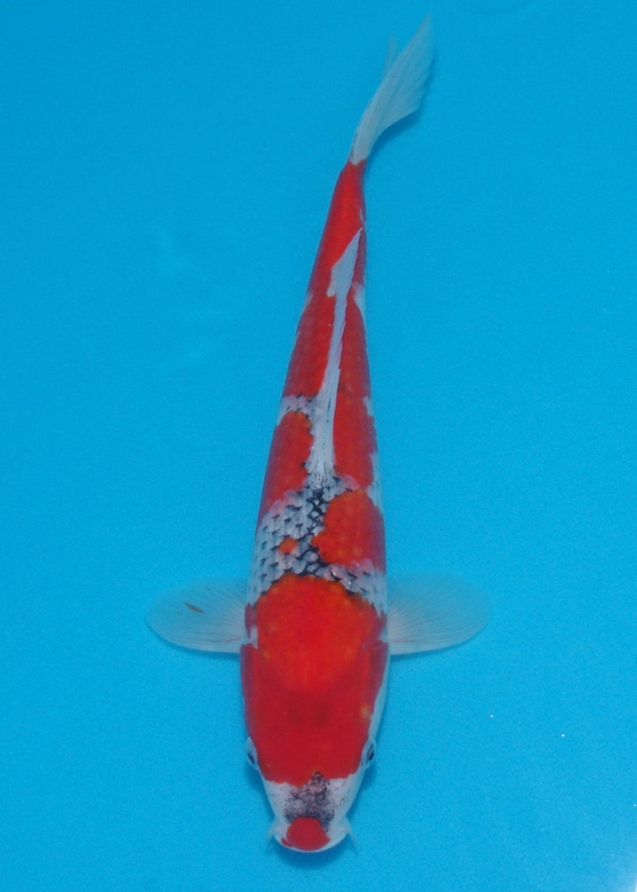 32cm Goshiki (Kawakami) REF SRL04 - AU14