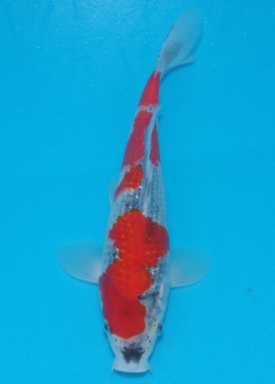 27cm Ginrin Goshiki (Kawakami) REF SRL04 - AU15