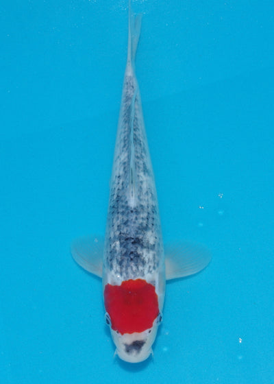 32cm Tancho Goshiki (Kawakami) REF SRL04 - AU17