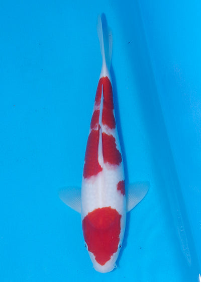 35cm Kohaku (Marudo) REF - D012