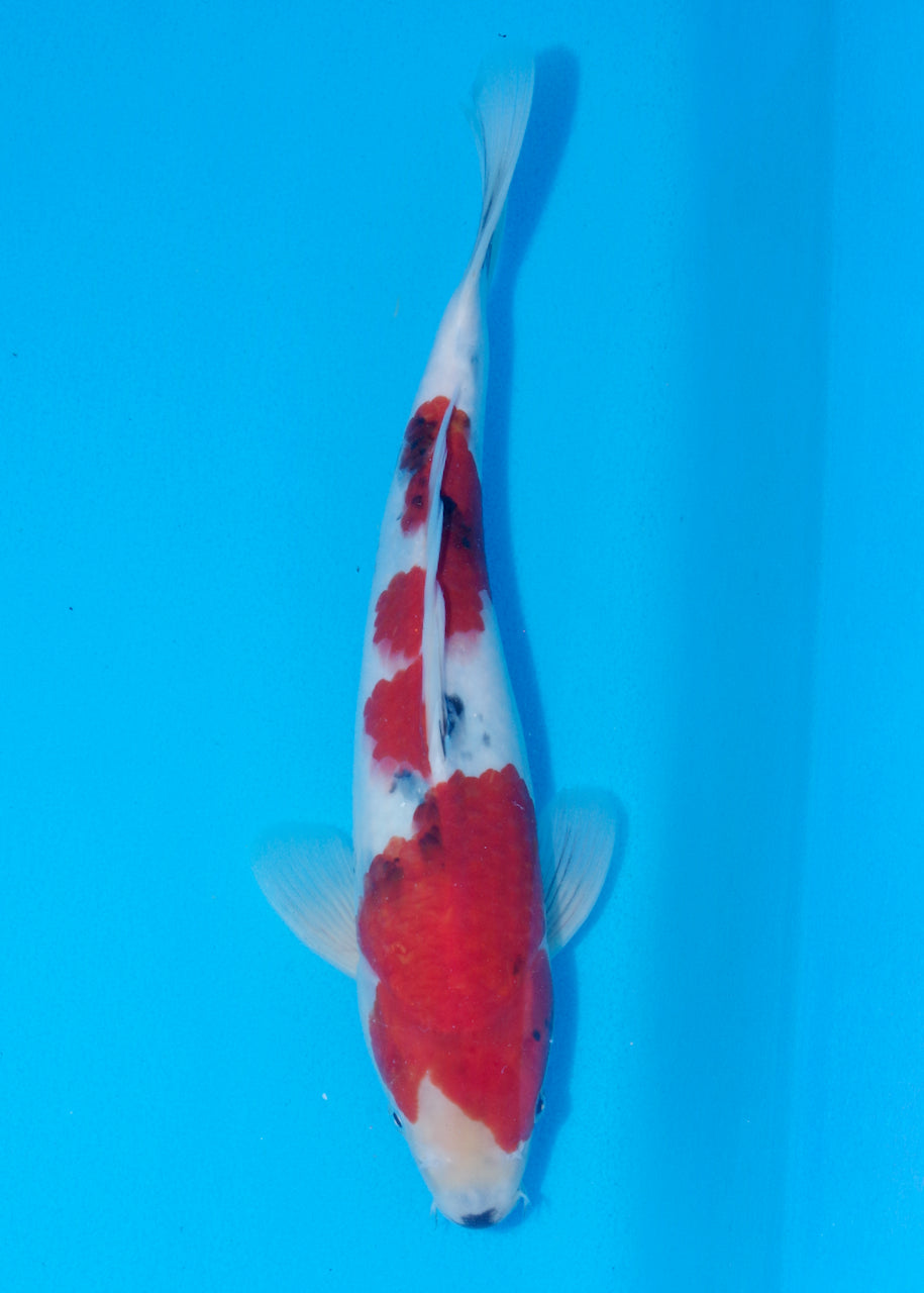 32cm Showa (Marudo) REF - D025