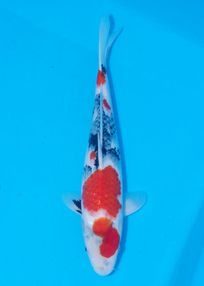 38cm Showa (Marudo) REF - D008