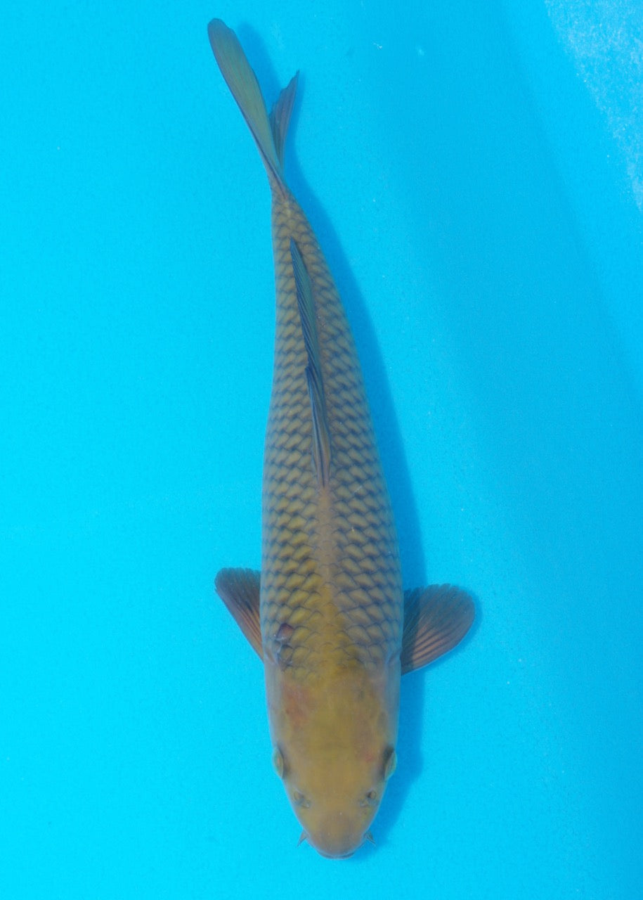 25cm Chagoi (Oakly) (Byer Koi Farm) REF SRL05 - JU14