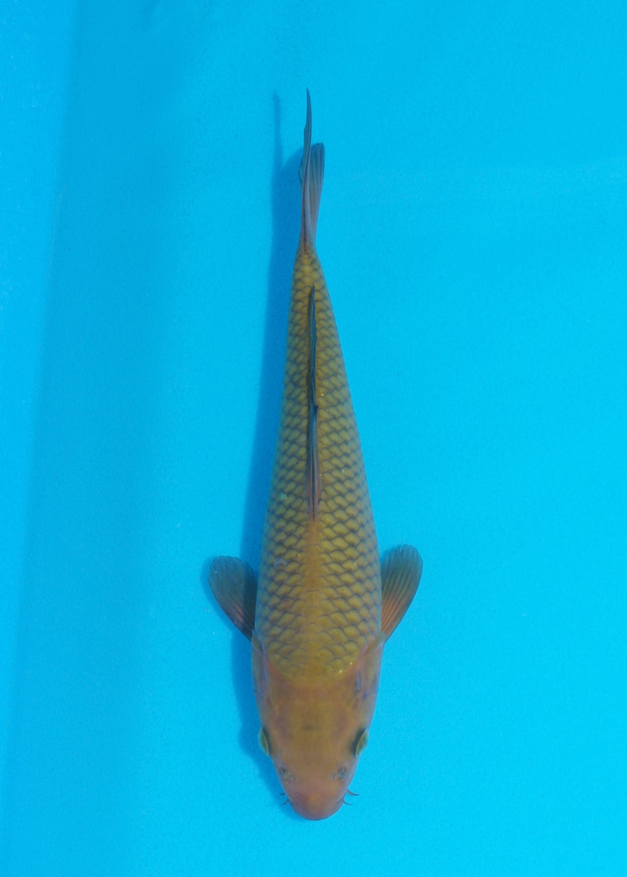 26cm Chagoi (Oakly) (Byer Koi Farm) REF SRL05 - JU12