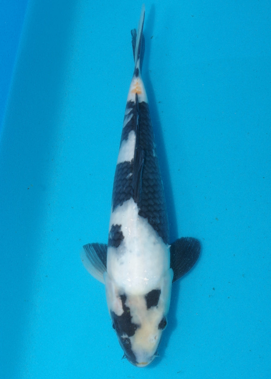 30cm Shiro Utsuri (Omosako) REF SRL04 - AU11