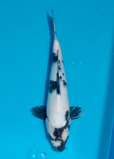 31cm Shiro Utsuri (Omosako) REF SRL04 - AU06