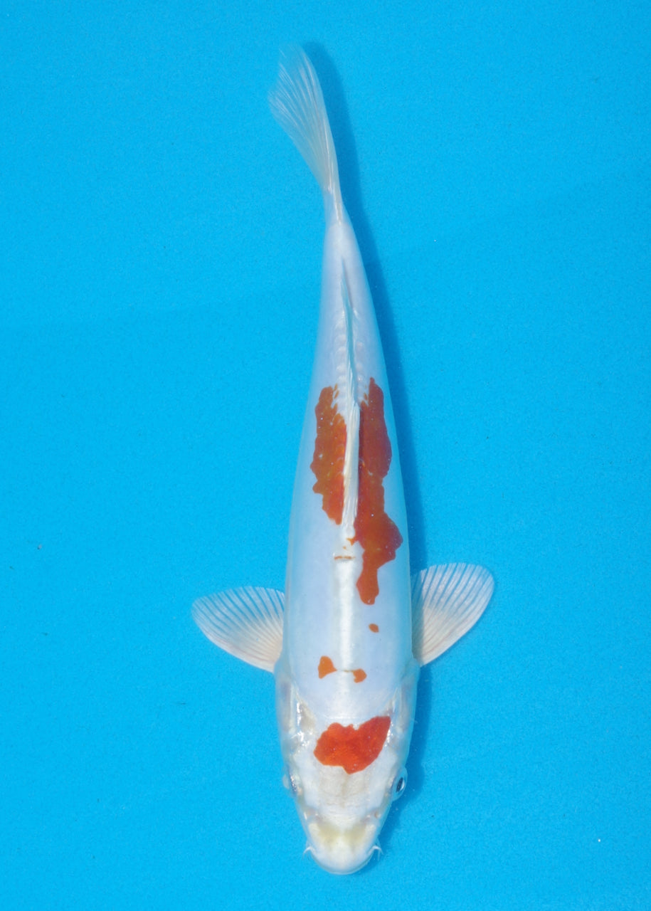 24cm Kikisui (Byer Koi Farm) REF SRL06 - AU50