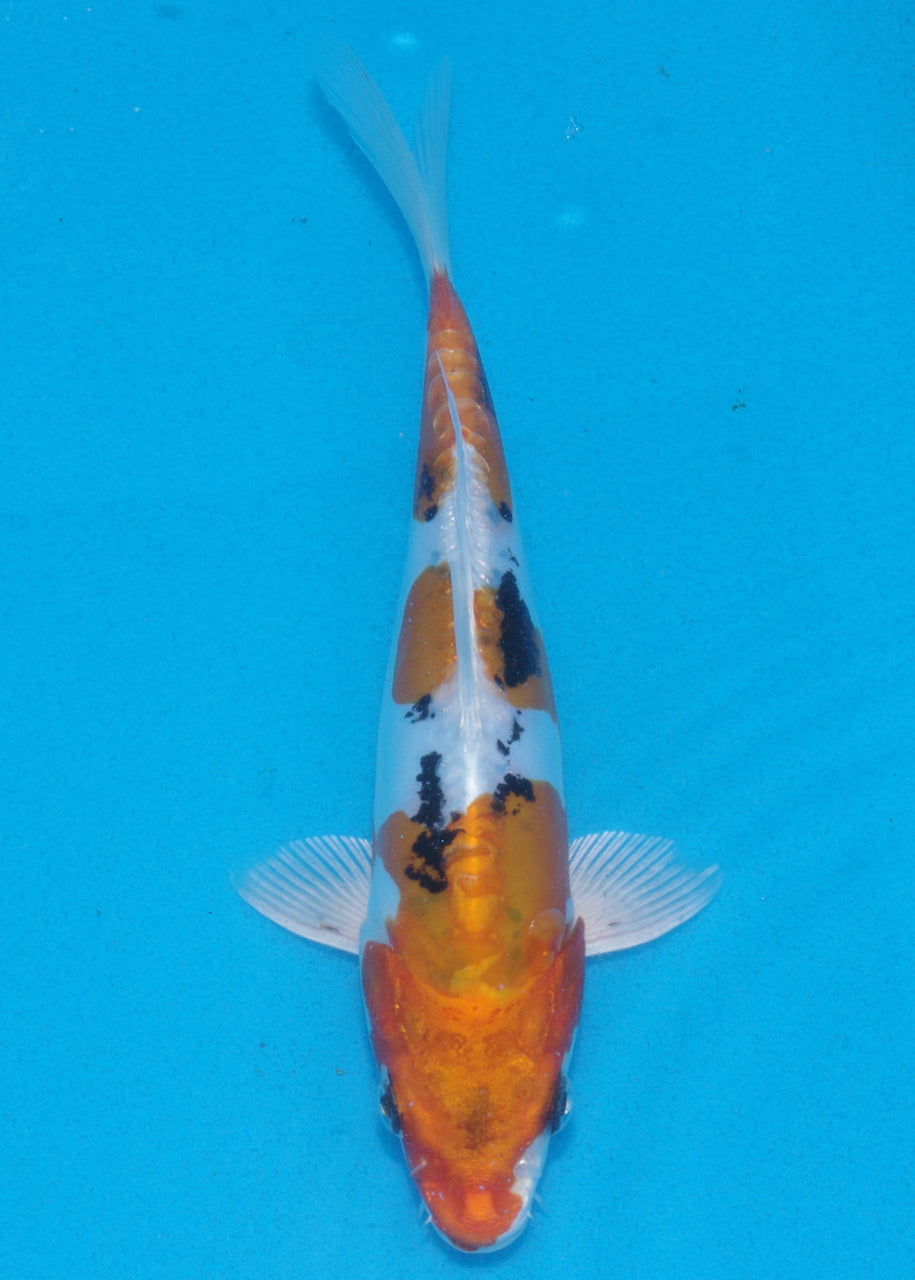 20cm Beni Kikokuryu (Byer Koi Farm) REF SRL06 - AU52
