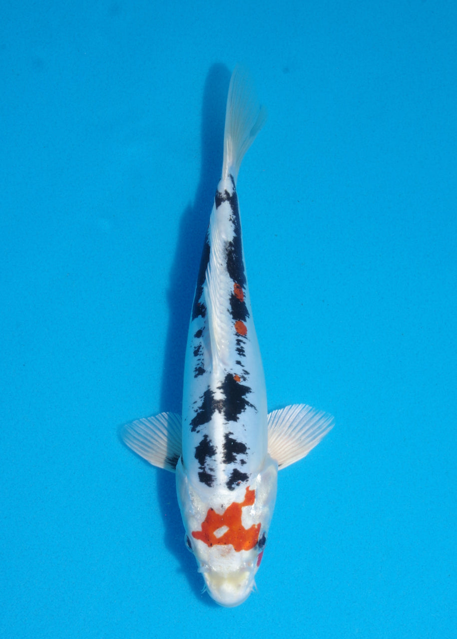25cm Beni Kikokuryu (Byer Koi Farm) REF SRR06 - AU34