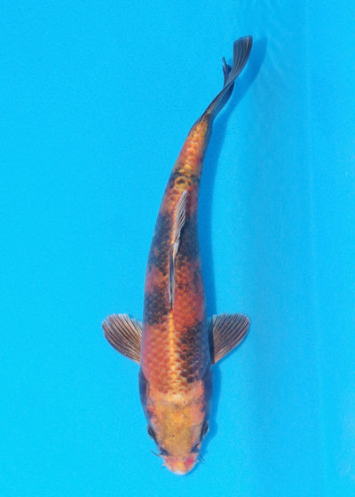 26cm Kin Ki Utsuri (Byer Koi Farm) REF - OC34