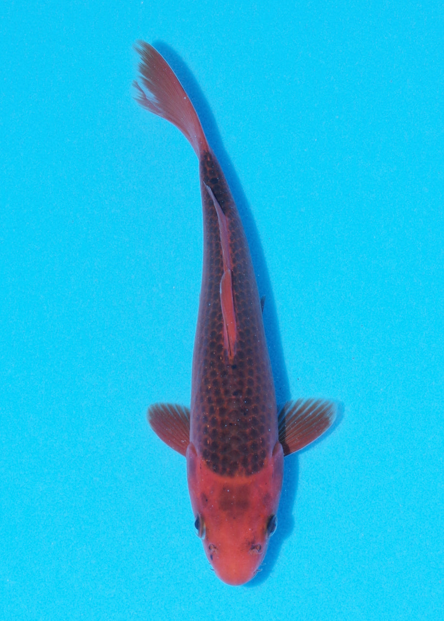 22cm Aka Matsuba (Byer Koi Farm) REF - OC35