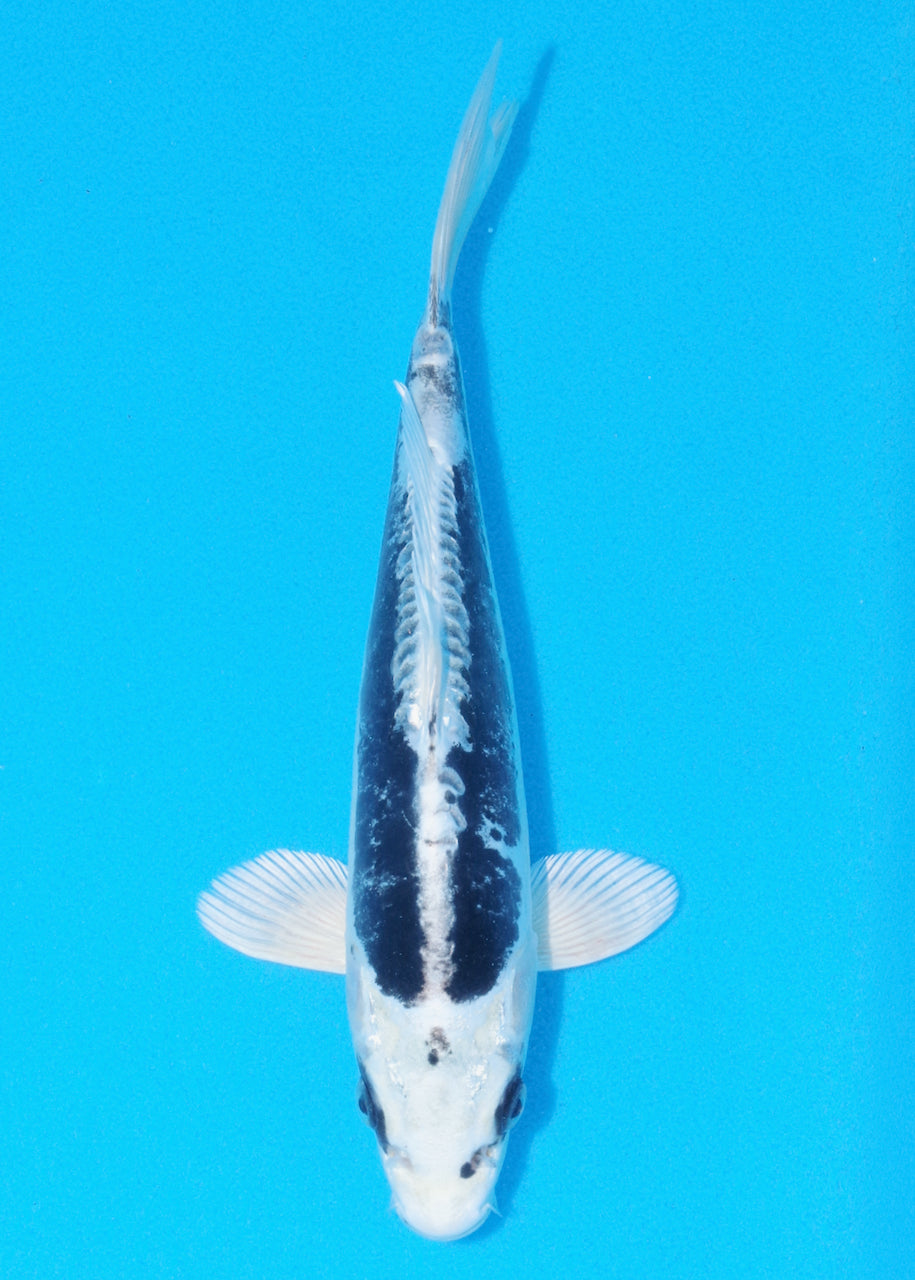 25cm Kikokuryu (Byer Koi Farm) REF - OC36