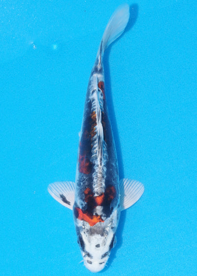 23cm Beni Kikokuryu (Byer Koi Farm) REF - OC38