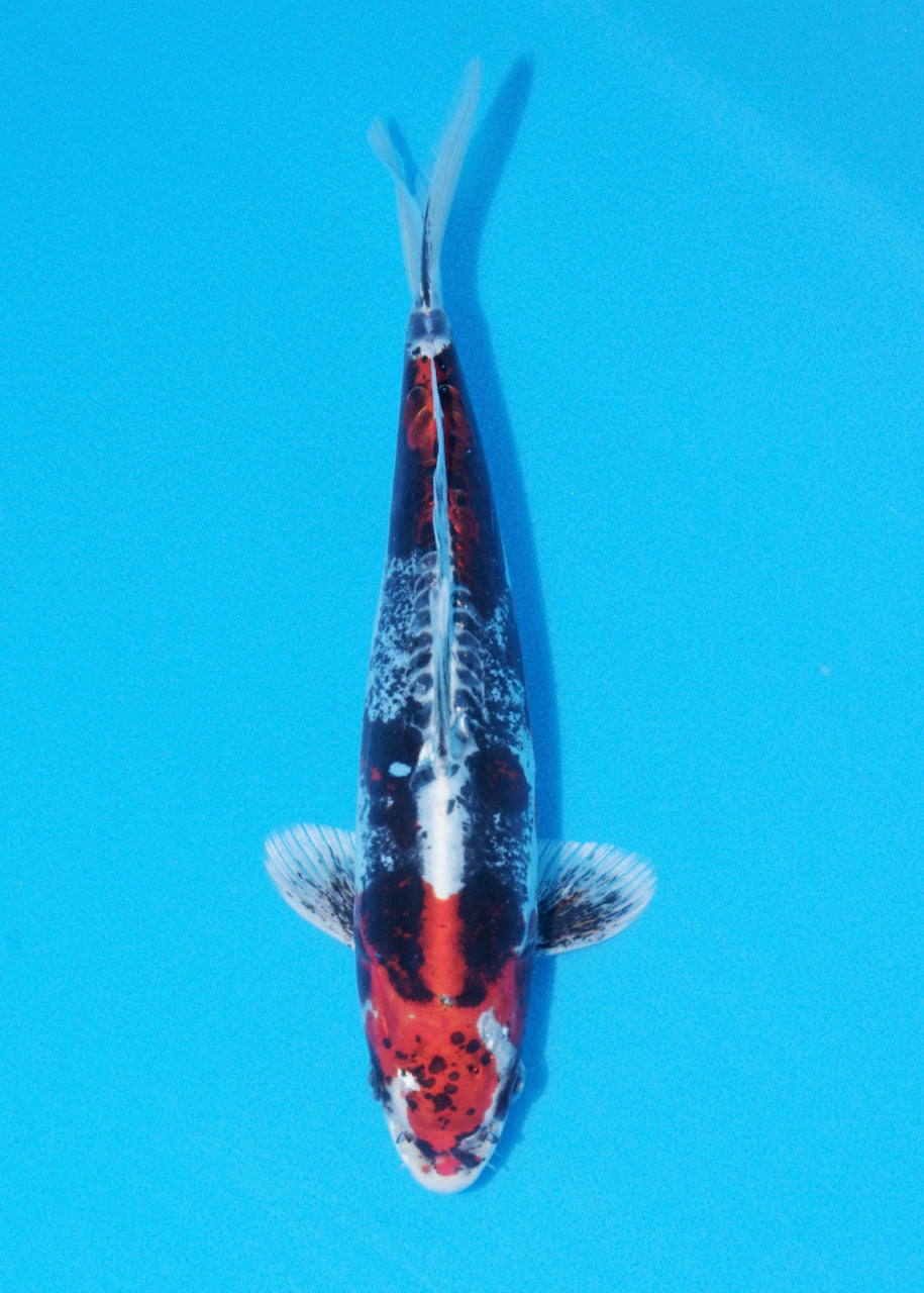 28cm Beni Kikokuryu (Byer Koi Farm) REF - OC24