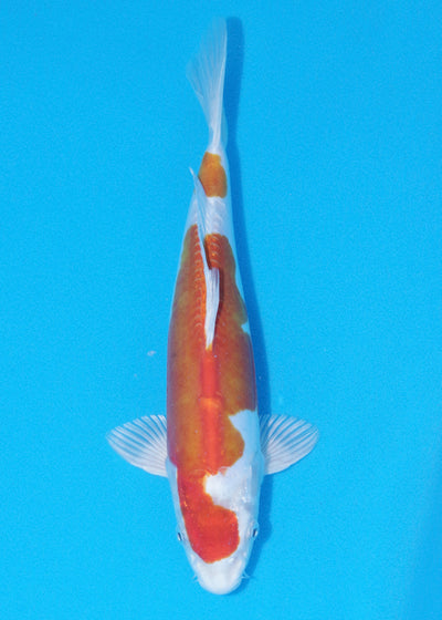 30cm Kikisui (Byer Koi Farm) REF - OC25