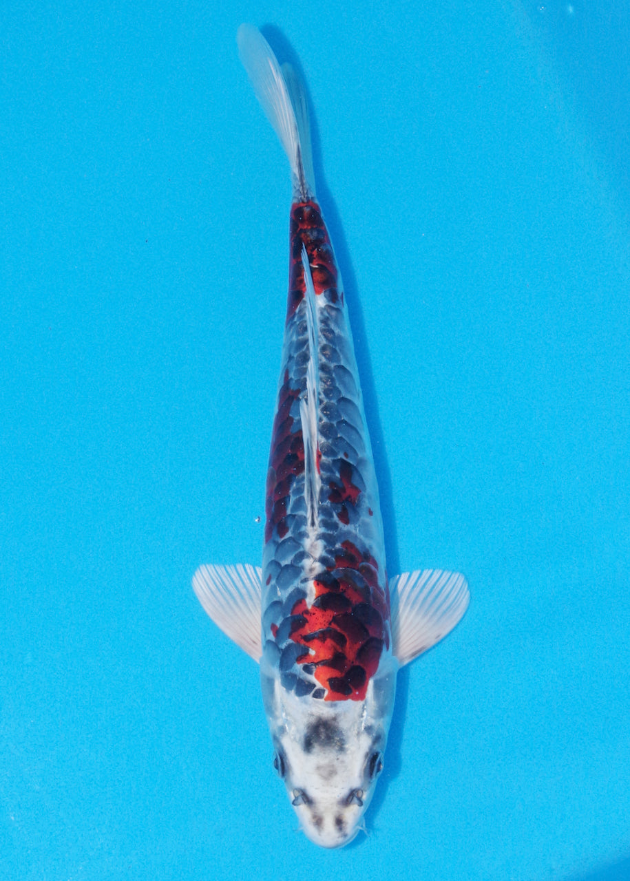 33cm Aragoke Beni Kikokuryu (Byer Koi Farm) REF - OC27