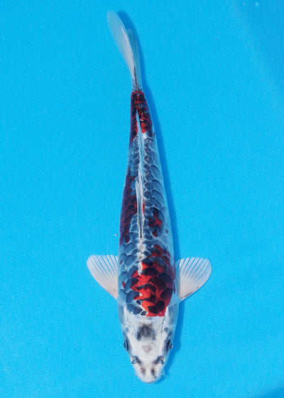 33cm Aragoke Beni Kikokuryu (Byer Koi Farm) REF - OC27