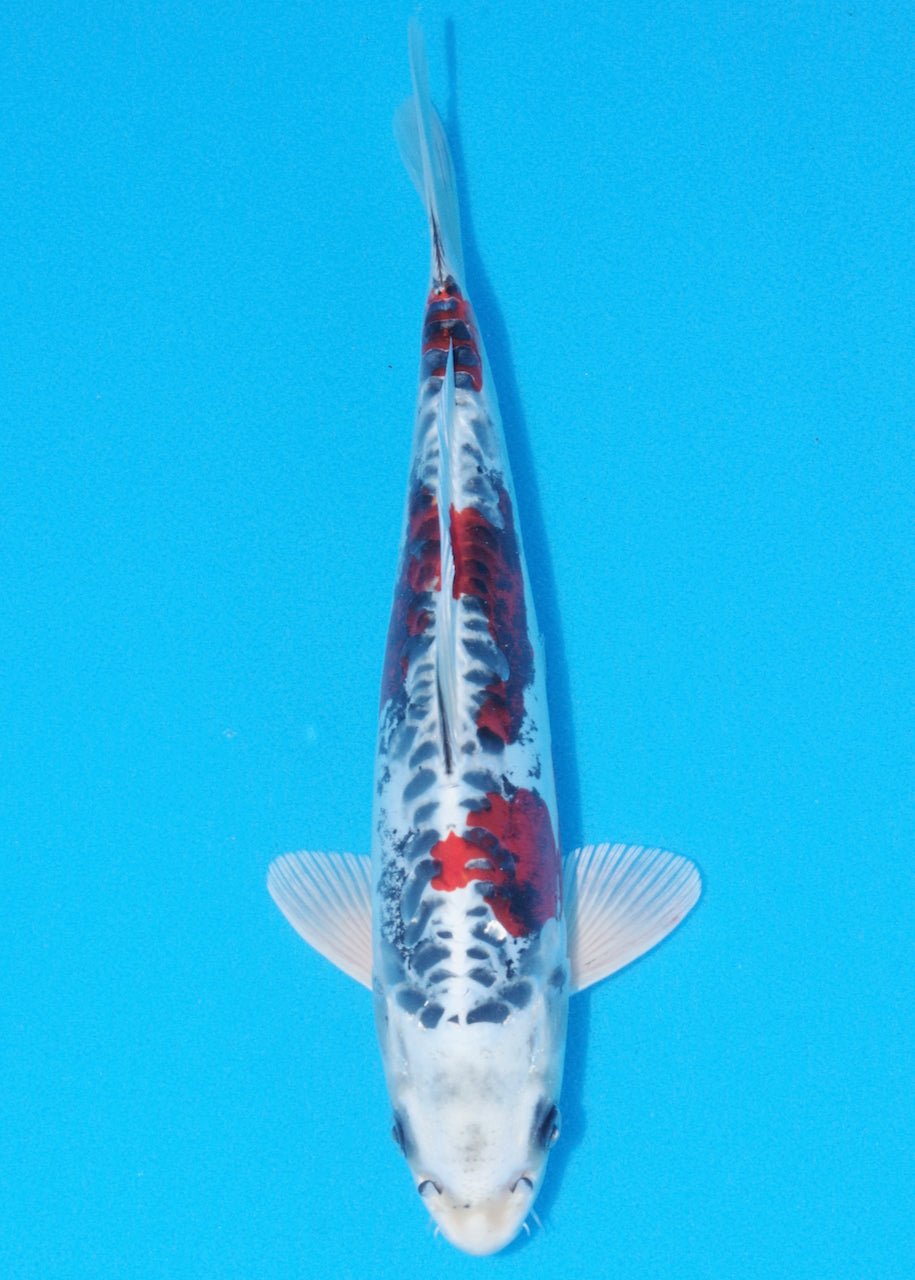 30cm Beni Kikokuryu (Byer Koi Farm) REF - OC29