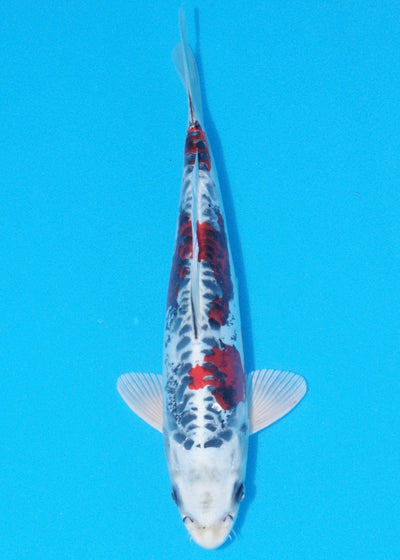 30cm Beni Kikokuryu (Byer Koi Farm) REF - OC29